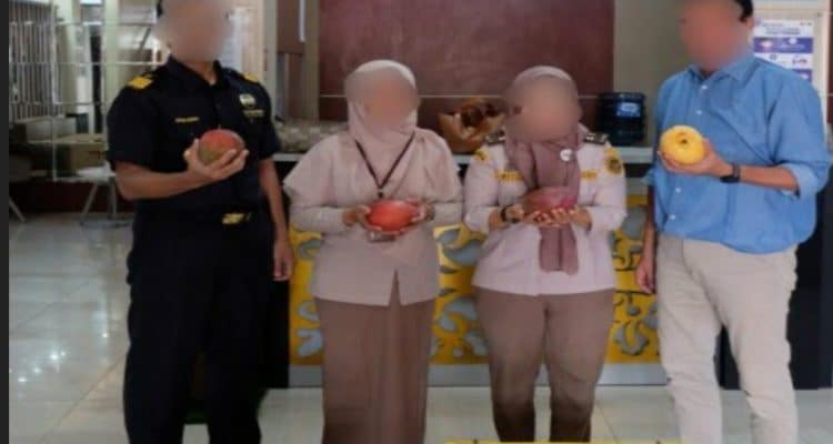 Foto : Petugas Bea Cukai Tembilahan sedang menunjukkan buah mangga impor ilegal yang berhasil ditangkap di Inhil.