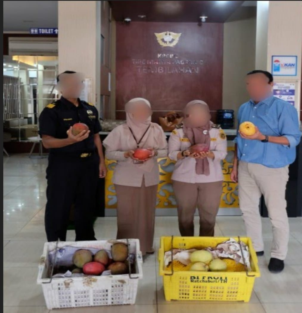 Foto : Petugas Bea Cukai Tembilahan sedang menunjukkan buah mangga impor ilegal yang berhasil ditangkap di Inhil.